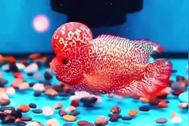 罗汉鱼饲养教程#罗汉鱼饲养方法  #罗汉鱼视频封面