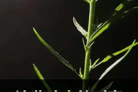 这些鸣虫，会让你想起童年吗？#科普 视频封面