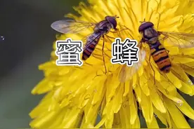 三年级语文下册第四单元课文14《蜜蜂》同步视频朗读#大声朗读视频封面