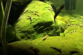 这种鱼在国内的名字叫蓝肚韧虾虎，打架的时候会发色视频封面