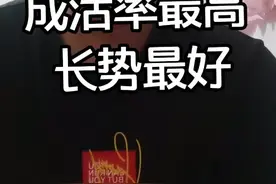 花椒苗什么时候移栽成活率最高？#感谢抖音小助手 #90后大学生回乡创业 #优质农产品 #官方不要限流视频封面