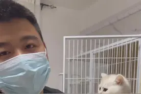 怎么回事？！爸妈都是金渐层竟然也能生出银渐层小崽子？#壮实说猫 #volg日常 #萌宠