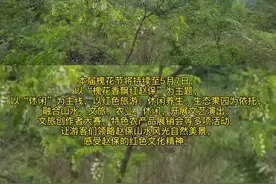 好美的槐花，快去打卡！#红赵保槐花节 #洛阳@抖音短视频视频封面