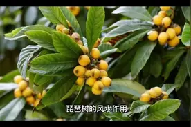 #琵琶树的风水作用视频封面
