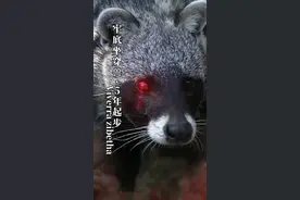 野外遇到野生动物，盘他！你真的想好了吗？国家一级保护动物——大灵猫#神奇动物在抖音  #dou是知识点 #茶茶野保法宣 视频封面