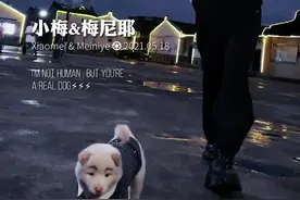 帅跟可爱，我们能不全占吗？#百万创意大赛 #全网寻找梅尼耶视频封面