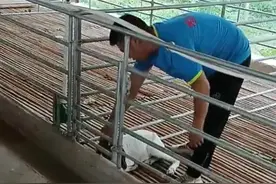 @抖音短视频 #养羊#羊#热门用健康羊的胃液治疗消化疾病效果不错。视频封面
