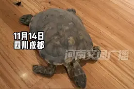 女子大扫除发现失踪12年的乌龟：养了1年陪了我12年视频封面