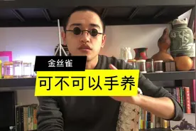 金丝雀除了笼养之外，如果你特别有精力，手养金丝雀是不错的选择视频封面