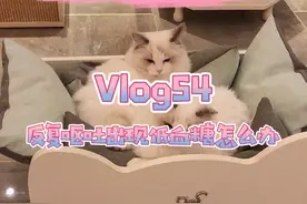 小奶猫出现低血糖也不用担心，看看这个视频先视频封面
