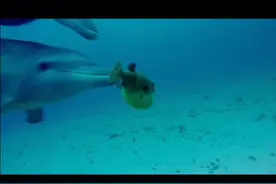 海里的马叫海马，河里的马叫河马。那么请问，海里的豚为什么叫河豚呢？#海底世界 #海洋 @抖音短视频视频封面