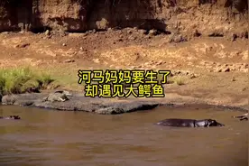 女子本弱，为母则刚！动物也不例外，伟大的河马🦛妈妈。