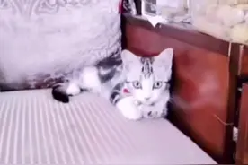 #袁老的袁花花长大了 袁爷爷知道一定会很开心吧视频封面