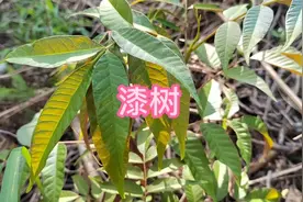 漆树，对酸性敏感的人会对漆树过敏。用小苏打擦会舒服一些视频封面