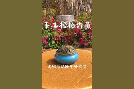 老妈睡不香，门前摘些松柏籽，做点柏籽香薰#熏香 #松柏 #小院时光视频封面