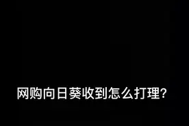 养护向日葵一天换一次水，每次换水修剪根部，水里放点少量食用盐有抑菌作用哦～@抖音短视频