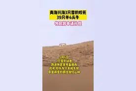 #青海  #雪豹 青海兴海3只雪豹咬死39只羊4头牛。视频封面