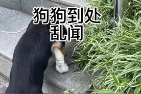 狗狗到处乱闻到底是对是错？如何看待狗狗嗅闻！#嗅闻 #训犬 #宠物训练 #宠物科普视频封面