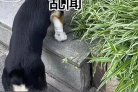 狗狗到处乱闻到底是对是错？如何看待狗狗嗅闻！#嗅闻 #训犬 #宠物训练 #宠物科普视频封面