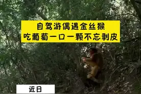 “这猴子吃葡萄吐葡萄皮耶！”一女士自驾游偶遇金丝猴，它一口一个葡萄竟不忘记剥皮。#金丝猴 #葡萄 