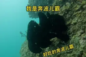 活捉奔波儿霸一只，学名比喻，俗称青蛙鱼，味道极其鲜美