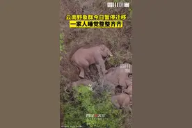 6月7日，昆明市晋宁区，#云南野象群今日暂停迁移 #无人机拍下野象群睡觉休息画面：一家人就是要整整齐齐呀视频封面