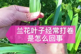 叶子经常打卷是怎么回事#养花小知识 #兰花 视频封面