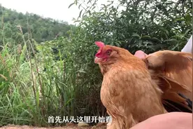 对鸡了解吗，带你解密鸡的各个部位