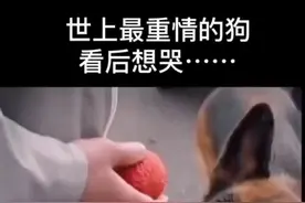 感人一幕 世上最重情的狗狗#感动瞬间 正能量 #支持抖音传播正能量 #你家有这样的狗狗吗@DOU+小助手 @抖音短视频 视频封面