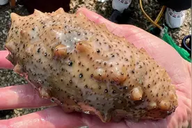 渔村大哥潜水摸海参，一次赚几千块，海参比手掌还要大，真牛