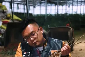好吃的红心猕猴桃家里也可以种，但一株是没法结果的哦视频封面