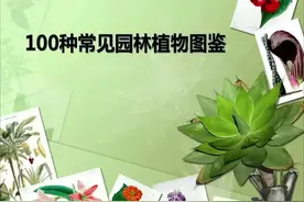 今天带大家认识一下常见的100种植物视频封面
