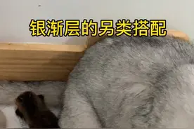 银渐层的另类搭配，配金有风险也有惊喜