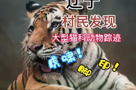 6月10日 #辽宁有村民发现大型猫科动物踪迹#野生动物 #老虎视频封面