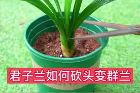 #君子兰 如何砍头变#群兰，快来看看 吧#养花小知识 视频封面