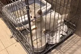 【引擎盖长猫后续】总算知道你是怎么钻进引擎盖的了…视频封面