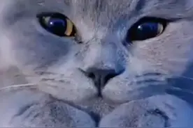 想控制喵星人 就先控制它命运后脖颈 #科学养宠攻略 #宠物知识 #猫咪视频封面