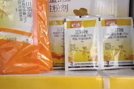 水稻稻瘟病就选它视频封面