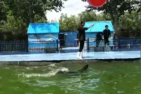 #海狮表演 #海豚🐬 #海豚 #马术 #儿童 #天生瞩目城市极光视频封面