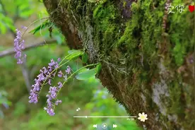 濒危物种—象鼻兰。紫粉的花朵，蕊喙狭长，微微卷起似象鼻视频封面