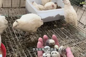 我孵出的白沙维鹌鹑下蛋啦，带大家看一下它们的成长过程吧