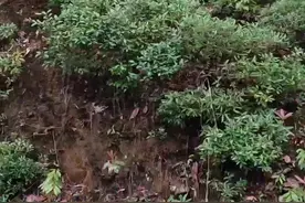 国家一级保护动物羚牛， 独龙语叫( shvpei)#野生动物零距离 视频封面