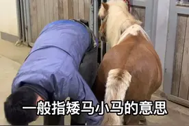 看可爱迷你版的马儿是怎样修蹄#马 #宠物美容