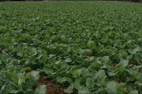 按要求管理和不安要求管理的差别！视频封面