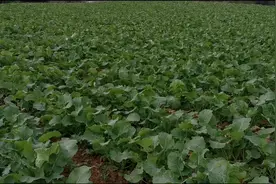 按要求管理和不安要求管理的差别！视频封面