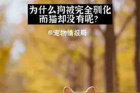 #宠物知识 #狗狗 #人类的朋友 #科普 #猫咪 #抖音动物图鉴 为什么狗被完全驯化，而猫却没有？