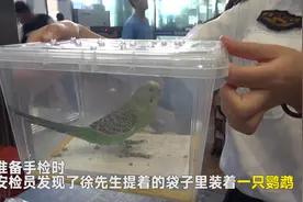 带着鹦鹉回老家 过安检时被拦下视频封面