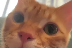 你说有没有可能？#阿福是只橘猫  #瞧这小眼神 #抖in萌宠计划视频封面