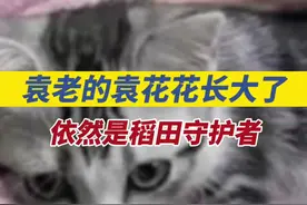 #袁老的袁花花长大了 视频封面