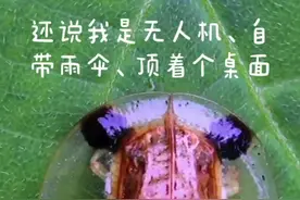 黄金龟甲虫体内并不含黄金，人们千万别去捉它来提炼，它只是龟甲虫类的一种，无毒、无害、不伤人！#野生动物 #昆虫视频封面